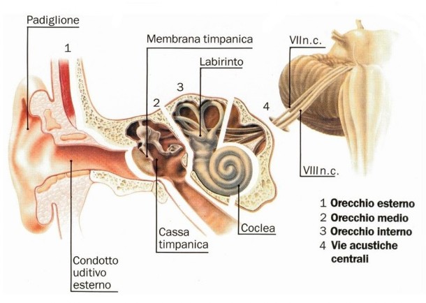 Anatomia dell'Orecchio